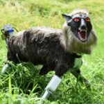 Japan’s "Monster Wolf": The High-Tech Sentinel Scaring Off Urban Bears