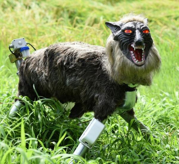 Japan’s "Monster Wolf": The High-Tech Sentinel Scaring Off Urban Bears