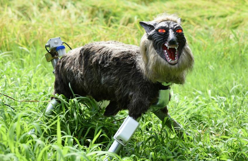 Japan’s "Monster Wolf": The High-Tech Sentinel Scaring Off Urban Bears