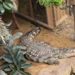 Boy, 3, Critically Injured After Crocodile Attack at Wildlife Park Near Huntingdon