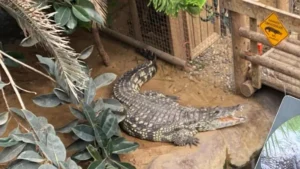 Boy, 3, Critically Injured After Crocodile Attack at&hellip;