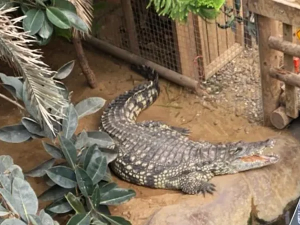 Boy, 3, Critically Injured After Crocodile Attack at&hellip;