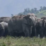 Elephant Movement Near Villages Sparks Fear Among Farmers in Maharashtra and Telangana