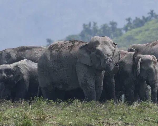 Elephant Movement Near Villages Sparks Fear Among Farmers in Maharashtra and Telangana