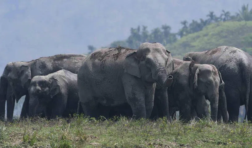 Elephant Movement Near Villages Sparks Fear Among Farmers in Maharashtra and Telangana