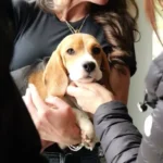 Controversial Wisconsin Beagle Research Facility to Close as Rescue Group Takes in Dogs