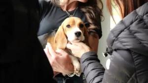 Controversial Wisconsin Beagle Research Facility to Close as Rescue Group Takes in Dogs