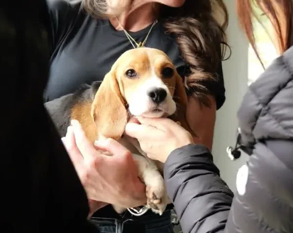 Controversial Wisconsin Beagle Research Facility to Close as Rescue Group Takes in Dogs