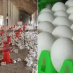 Retail Shock: Egg Prices Hit Record ₹9, Chicken Touches ₹300/kg as Supply Crisis Hits Mid-Day Meals
