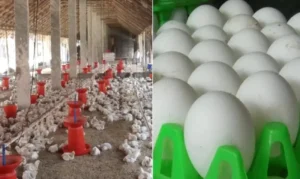 Retail Shock: Egg Prices Hit Record ₹9, Chicken&hellip;