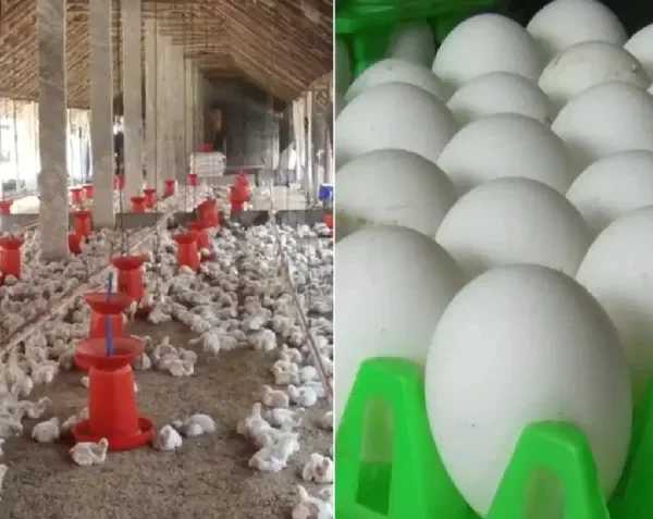 Retail Shock: Egg Prices Hit Record ₹9, Chicken…
